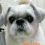 画像 LOOP'S☆十犬十色のユーザープロフィール画像