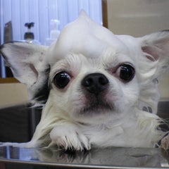 牛骨丸呑みの恐怖 ゚d゚ 看板犬8チワワ sやご来店わんこの事などを書いた日記です 牛骨丸呑みの恐怖 ゚d゚ 看板犬8チワワ sやご来店わんこの事などを書いた日記です