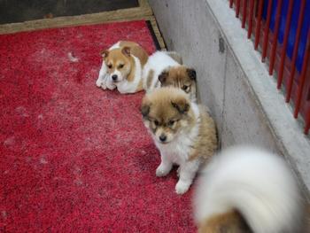 日本の動物愛護は何故遅れているのか 小さな命のリレー