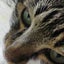 画像 いえねこ日記のユーザープロフィール画像