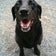 Laugh Dog