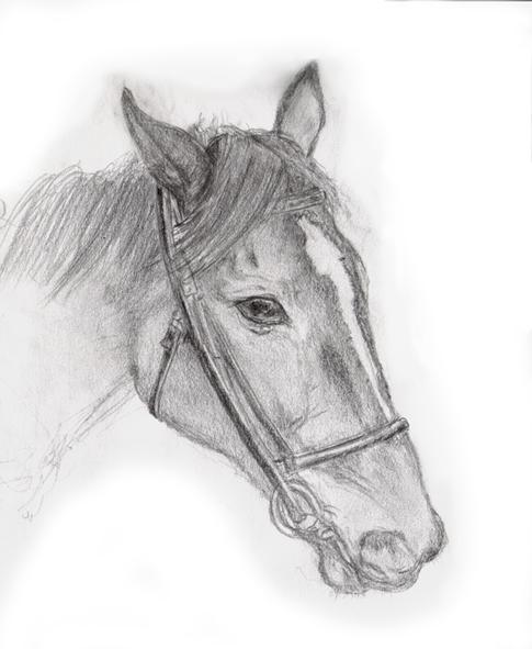 for horse