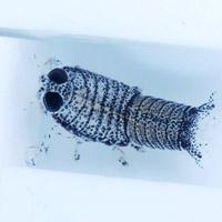書籍の紹介。ヨコエビガイドブック。 | 伊豆大島海中観察記～愛しの