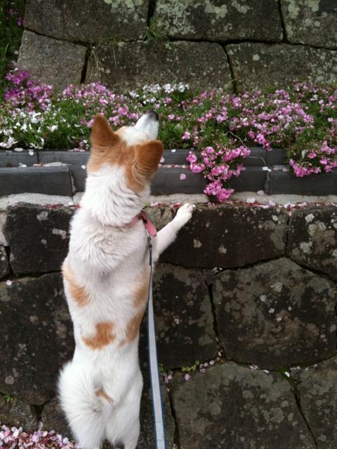 せな