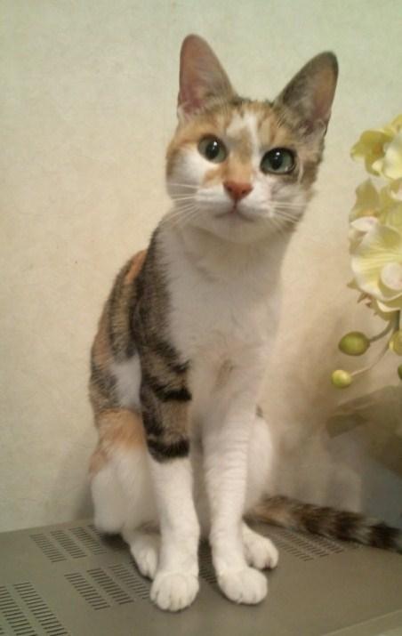 ＨＡＲＵ