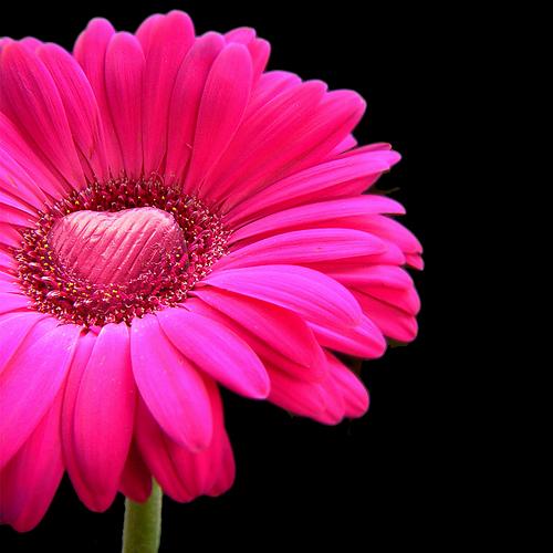 Gerbera
