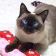 シャム猫 ブログ記事 ランキング Ameba公式ジャンル