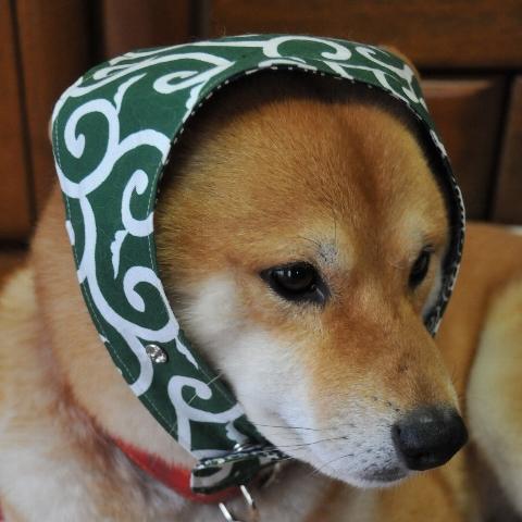 くまちゃん⊂(^(工)^)⊃