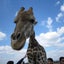 カジのサムネイル