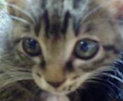 トム猫