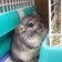 エビ天はしっぽからいただきます。