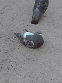 リュウカ