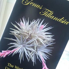 学名 ラテン語の読み方 ２ Tillandsia