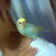 オカメインコ（,,･θ･）in 函館