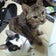 カイノクチ大将 (料理超ねこ・ちぃ )