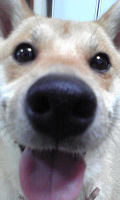 ゆずぽん