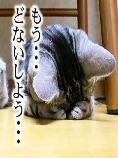 灰猫
