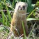 シニアの　の～んびり道草