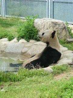 とっちゃん