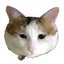 さとうの一塩のサムネイル
