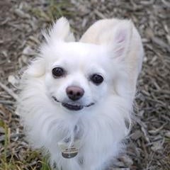 チェリかめのプロフィール