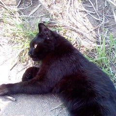 野良猫のプロフィール