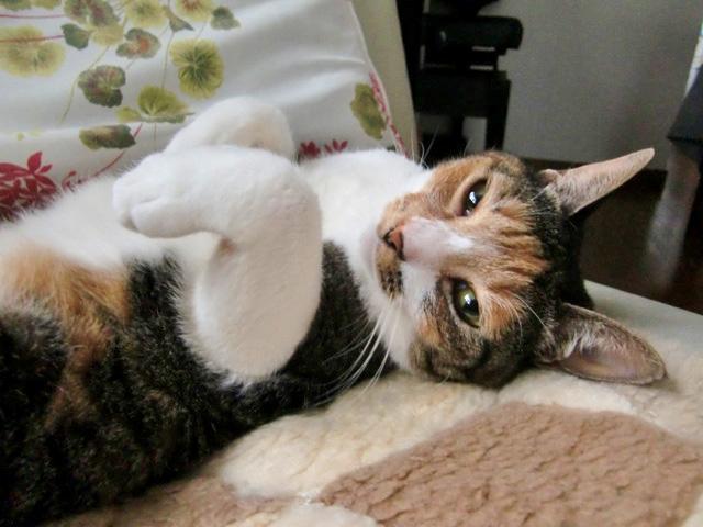 オリヅルラン？ベアグラス？♪  ひよこのブログ