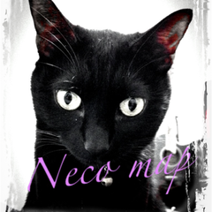 Iphone壁紙 たまにはかっこいい黒猫 ｎecomap 黒猫的生活計画