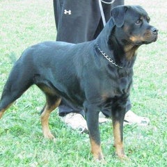 ロットワイラー子犬 雌 価格８５０００円 Rottweiler Kennel ロットワイラー出産情報 仔犬販売情報 ロットワイラーブリーダーのブログ