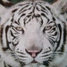 飼育員１号のプロフィール