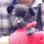 画像 甲斐犬2匹とkakutaのブログのユーザープロフィール画像