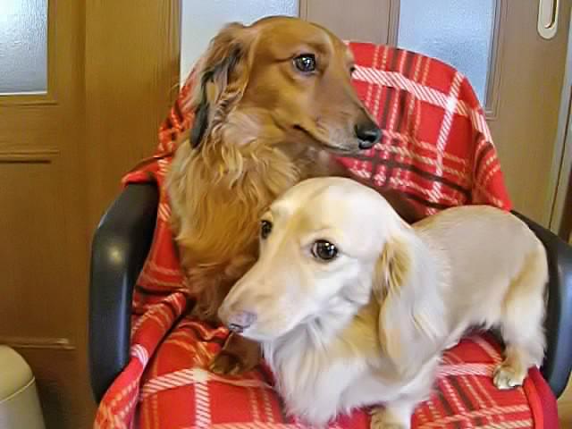 きなこ
