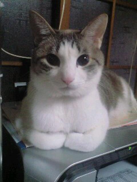 ﾎﾃﾙｼｪﾌ亮ちゃん