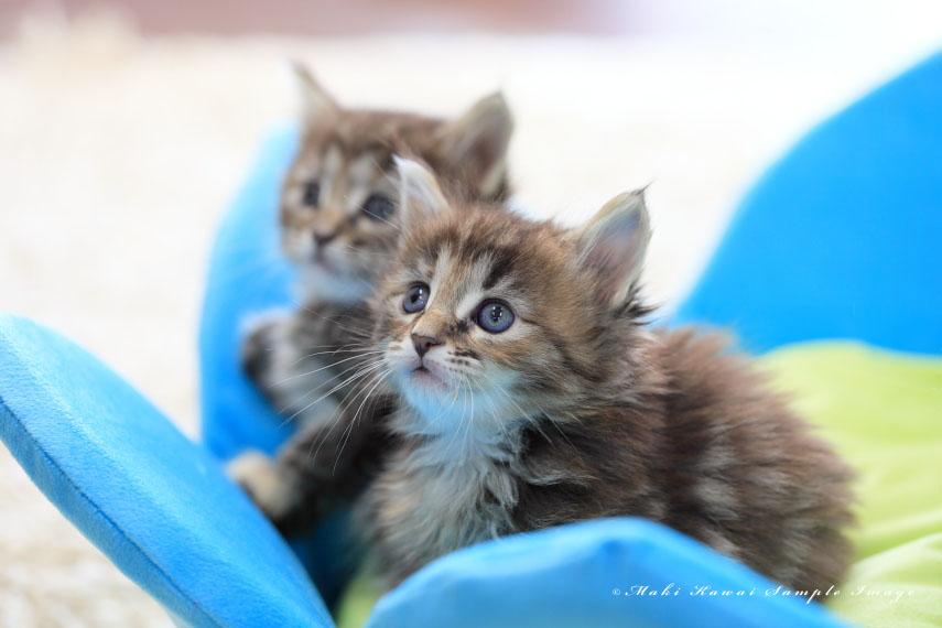 こねこのすみか