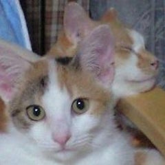 お前は石川だろう！のプロフィール