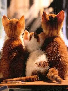 動物ときどき人間