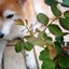 画像 Maman's garden  お花と私と柴犬とのユーザープロフィール画像