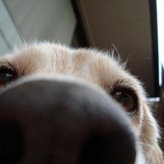 マイロのプロフィール