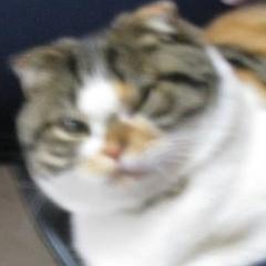 ahodeokのプロフィール