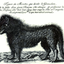 画像 黒狗の犬小舎のユーザープロフィール画像