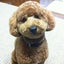チャーボーのサムネイル