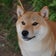 柴犬専門犬舎　釈迦堂
