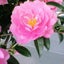 画像 大分市　お花で幸せを運ぶフラワースクール＆ショップ　ピアチェーレのユーザープロフィール画像