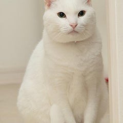 ばんちょのプロフィール