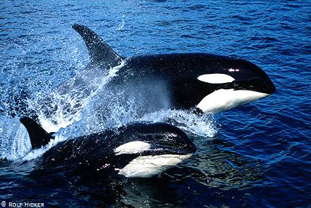 Orca