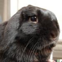 うにちゃ通院続きの巻 うさぎさんの鼻涙管閉塞 A Log うにちゃ通院続きの巻 うさぎさんの鼻涙管閉塞 A Log
