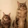 猫がいて美味しい食べ物があることが幸せ