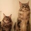 chatonのサムネイル
