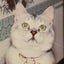 画像 ぎんた（のんのん）のBlog　　パステルアートと植物と猫のユーザープロフィール画像