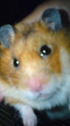 HONEY３３３